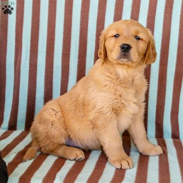 Christopher, Golden Retriever Puppy